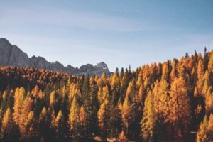 nature