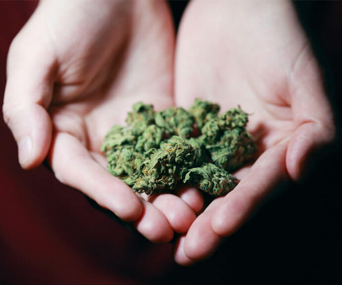 Hands holding some of the best cannabis strains for multiple sclerosis