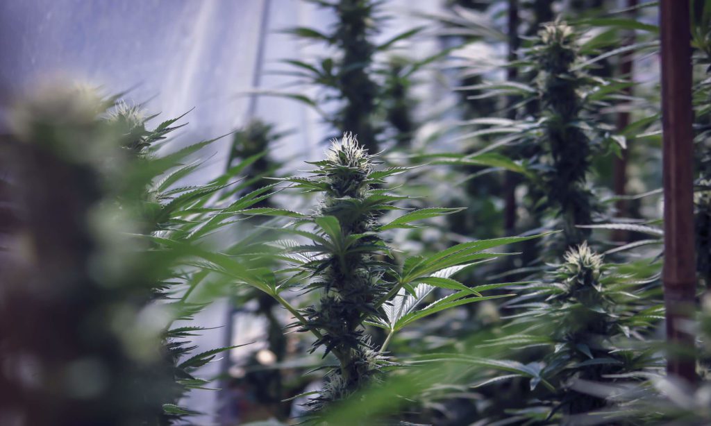 Best strains for PTSD and anxiety