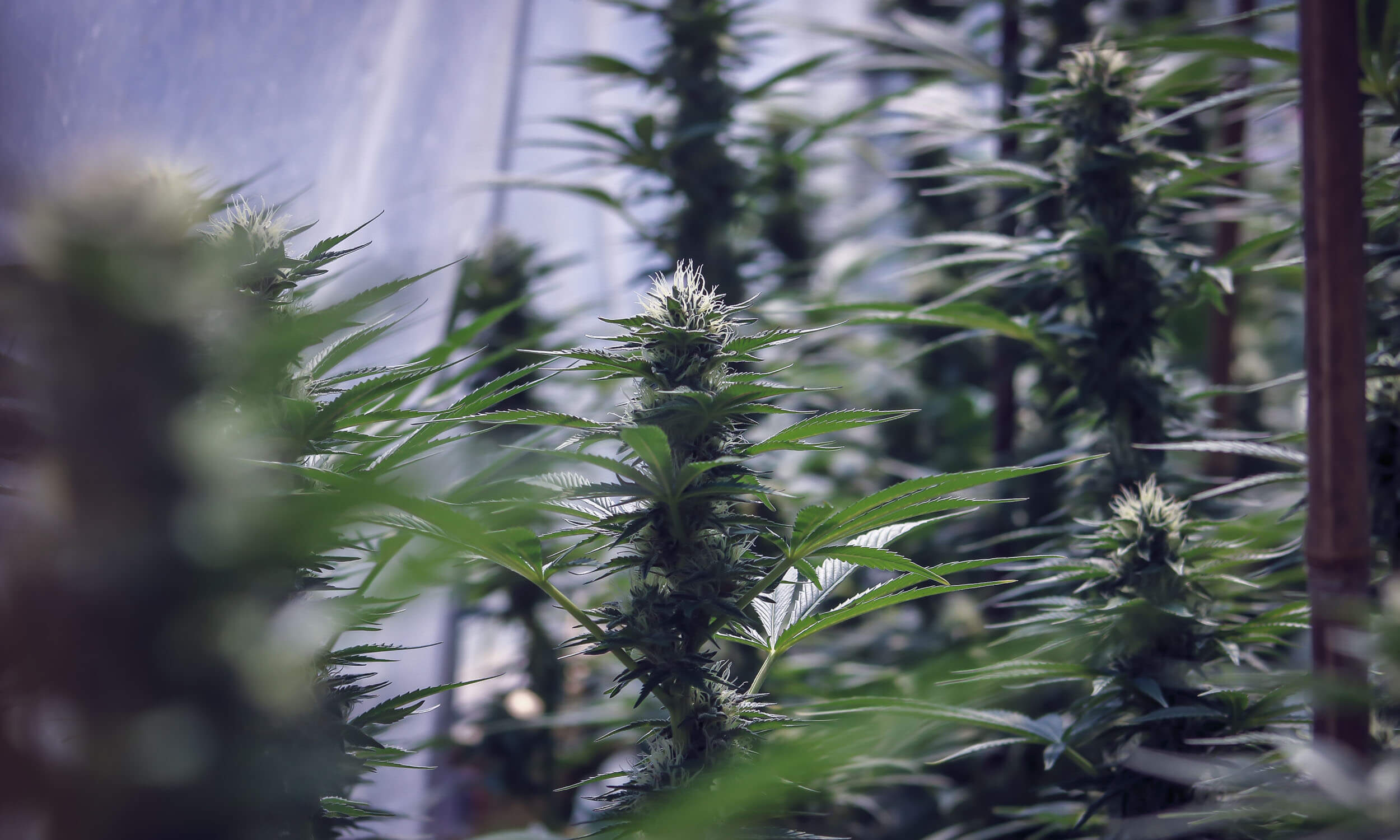 best strains for PTSD and anxiety