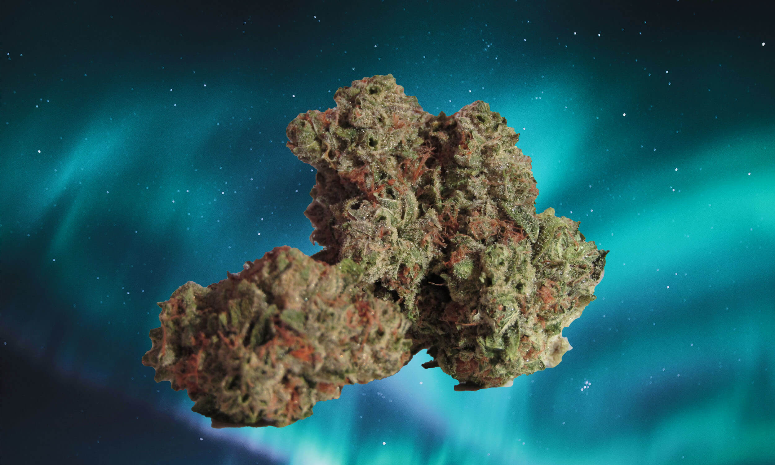 Northern lights strain