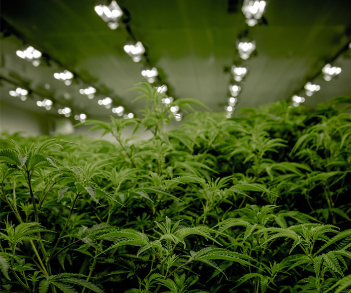 medical cannabis in a grow house