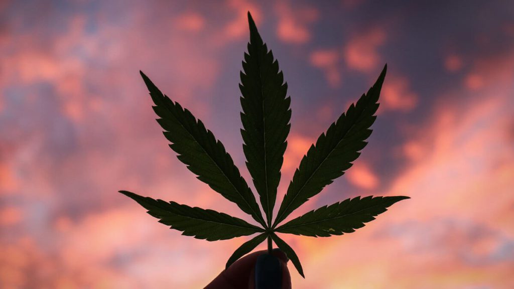 Marijuana leaf: Indica or Sativa for Alzheimer's