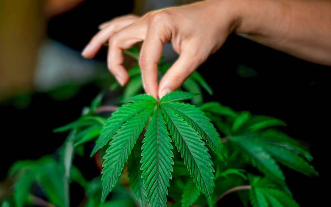 Hand holding a marijuana leaf
