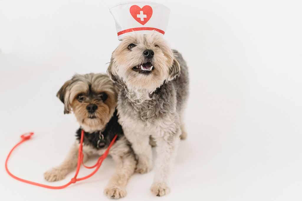 Two dogs. One with a stethoscope and the other with a nurse cap