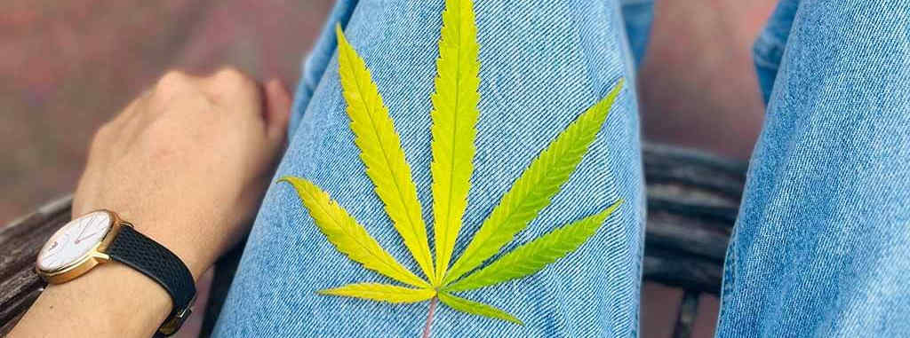 A cannabis leaf on jeans
