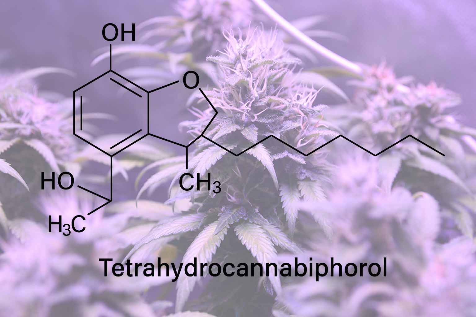 Graphic showing the chemical structure of THCP
