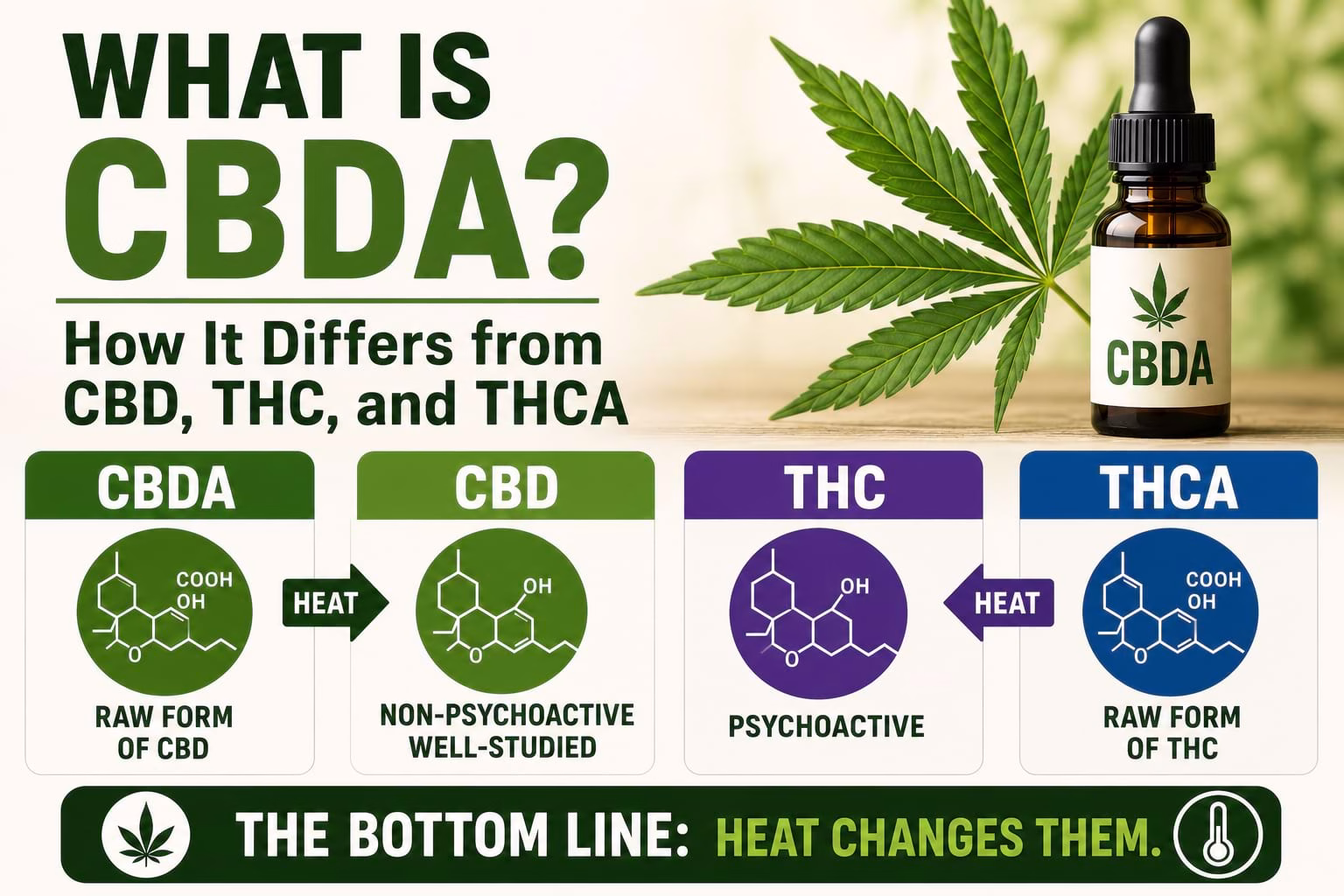 Infographic explaining CBDA, showing a CBDA bottle, cannabis leaf, and simple comparison with CBD, THC, and THCA.